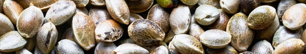 Cannabis Seeds Image