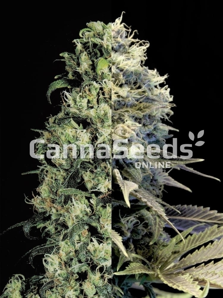 Fast Flowering Feminized Combo Seeds Image